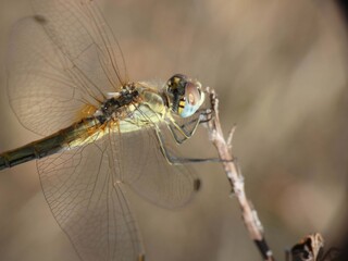 Libellula