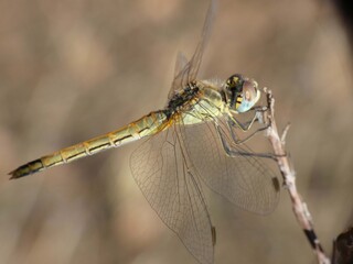 Libellula