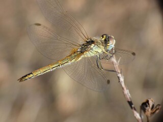 Libellula