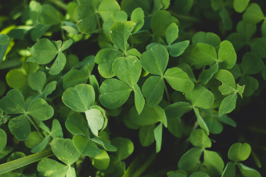Lucky clover