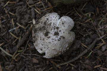 Testa di fungo grigio