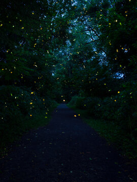 Fireflies on Forest Path