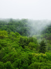 Mist and Forest View