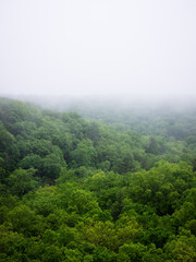 Fototapeta na wymiar Foggy Forest View