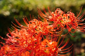 Cluster amaryllis, Red Spider lily, Cluster belladonna, Red flower Called 