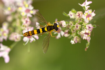 Gewöhnliche Langbauchschwebfliege (Sphaerophoria scripta