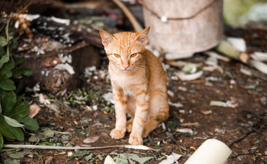 cute cat sitting on soil. brown cat.