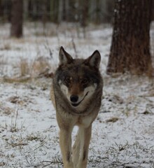 wolf in snow