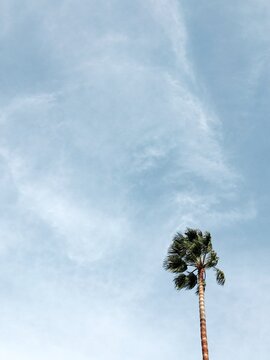 Palm tree in wind on Fuerteventura