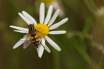 Große Schwebfliege (Syrphus ribesii)