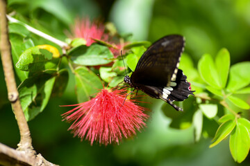 butterfly on flower