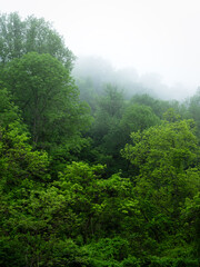 Green Trees and Fog