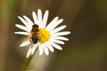 Scheinbienen-Keilfleckschwebfliege (Eristalis tenax)