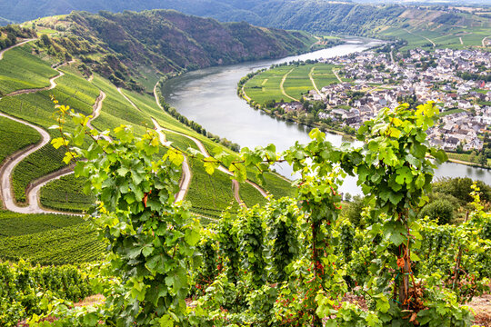 Panoramablick auf Moselschleife bei Piesport Niederemmel mit Weinreben im Vordergrund, Gemeinde Bernkastel-Kues, Rheinlandpfalz, Deutschland