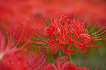 Cluster amaryllis, Red Spider lily, Cluster belladonna, Red flower Called "Manju Syage" in Japanese. In October at Saitama, Japan.