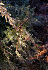 Ice Covered Branches