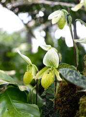 Green Orchid Greenhouse