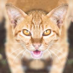 Close-up brown cat face. cat is looking.