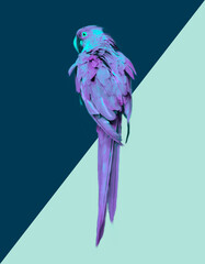 pajaro tropical, color,