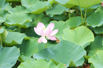 Close up of a pink lotus flower (water lily), soft focus