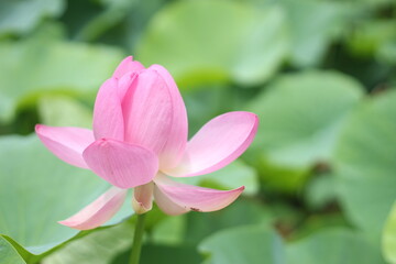 A beautiful and pure pink and white lotus flower (water lily) in a pond, Okayama, Japan, Asia