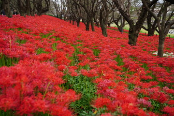 Cluster amaryllis, Red Spider lily, Cluster belladonna, Red flower Called "Manju Syage" in Japanese. In October at Saitama, Japan.