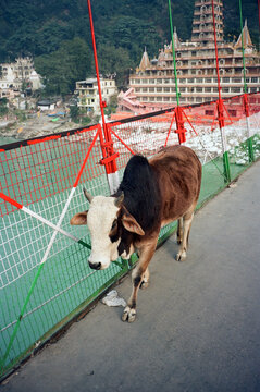 cow walking across footbridge rishikesh india