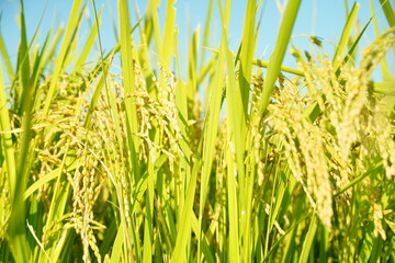 Rice field under the blue sky in harvest season. October in Saitama, Japan.