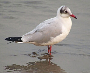 Brown headed gull