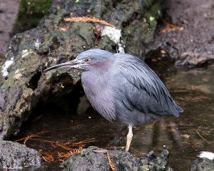Little Blue Heron Bird Stock Photos.  Image. Portrait. Picture. Standing in the water. Rocks background with moss. Close-up view.