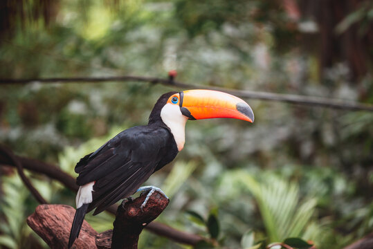 Toco toucan
