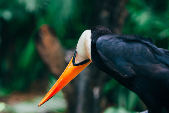 Toco toucan