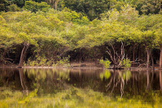Amazon forest and trees reflection on Amazon river