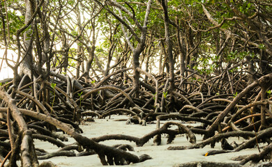 Mangroves in a tropical sandy beach, Queensland, Australia