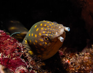 Sharptail Eel (Myrichthys breviceps)