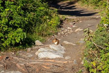 View of a red squirrel (Sciurus vulgaris) eating a fruit in the middle of a path, in the Bic national park, Canada