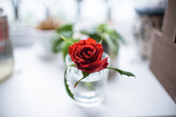 Single red rose, close-up, bokeh
