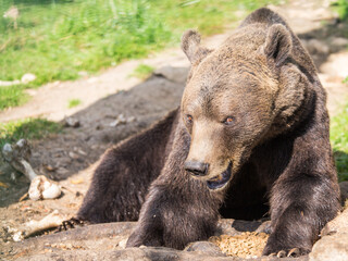 Wild animals. A bear in the forest. Lie down and rest. Dangerous animal, preparing for winter days