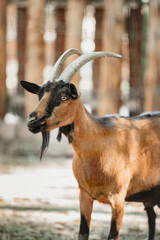 Domestic goats feeding in village farm. Group of brown goats in the countryside.