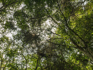 Worm eye view with sunlight in deep forest