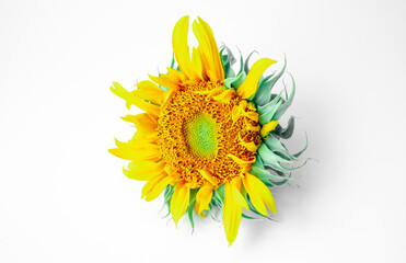 sunflower isolated on white background. Real Yellow sunflower from nature. a tall North American plant of the daisy family, with very large golden-rayed flowers. Sunflowers are cultivated for their ed