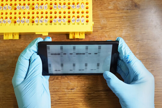 Lab professional checking DNA sequence