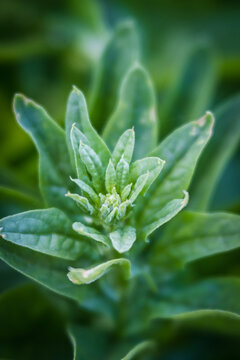 Perpetual spinach plant in garden bed