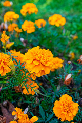 orange flowers
