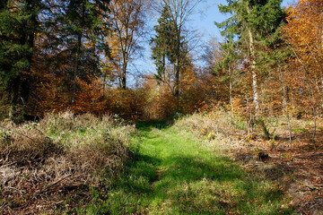 Der Herbst schenkt uns bunte Blätter in Hülle und Fülle. Thüringen, Deutschland, Europa