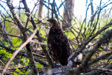 View of a female Spruce Grouse (Falcipennis canadensis) in its natural environment, in Canada