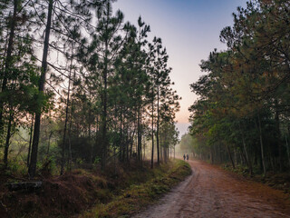 Fototapeta premium Nature trail in the morning on Phu Kradueng mountain national park in Loei City Thailand.Phu Kradueng mountain national park the famous Travel destination
