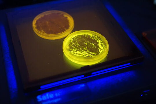 Life Sciences Laboratory Research