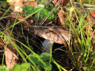 autumn forest, rivers, mountains, fields, berries, mushrooms,
