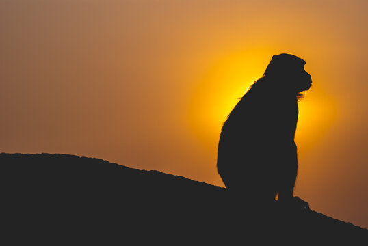 Monkey Sunbathe